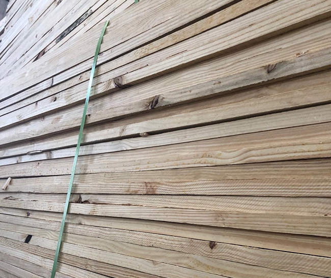 皇桐镇巴西松